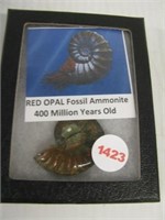 400 Million year old red opal fossil ammonite.