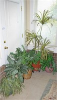 Decorative Plants