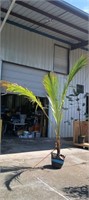 11.5' Coco Palm in 15 gal container