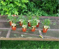 8 Perennial Mixed Coneflower Plants