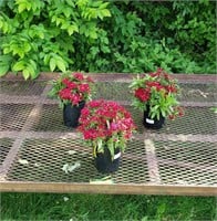 3 Perennial Dwarf Red Sweet William Plants