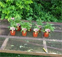 7 Perennial Mixed Coneflower Plants
