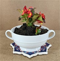 LIVE Begonia 2-Handle Planter & Trivit