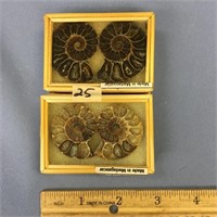 2 Sets of ammonite fossils           (g 22)