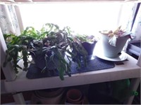 3 house plants