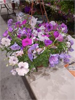 Hanging Flower Baskets