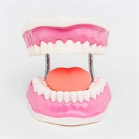 Educational Model Dental Tooth