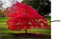 FLAME  AMUR MAPLE TREES