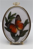 Real Butterfly & Eucalyptus in Convex Frame