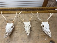 3, 4, & 5pt Whitetail Skulls