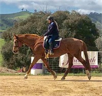 (VIC) WELT KIANNA - WARMBLOOD MARE