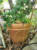 4 misc terracotta plants and pots SEE DESCRIPTION