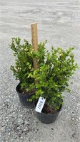 Winter Green Boxwood (Lot of 2 Plants)