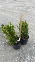 Winter Green Boxwood (Lot of 2 Plants)