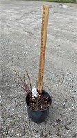 Dogwood, Cardinal Redwig (Lot of 1 Plant)