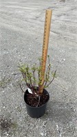 Dogwood, Cardinal Redwig (Lot of 1 Plant)