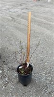 Dogwood, Cardinal Redwig (Lot of 1 Plant)