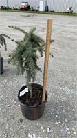 Spruce, Weeping (Lot of 1 Plant)