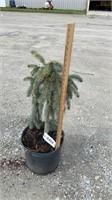 Spruce, Weeping (Lot of 1 Plant)