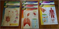 Educational Posters of The Human Body