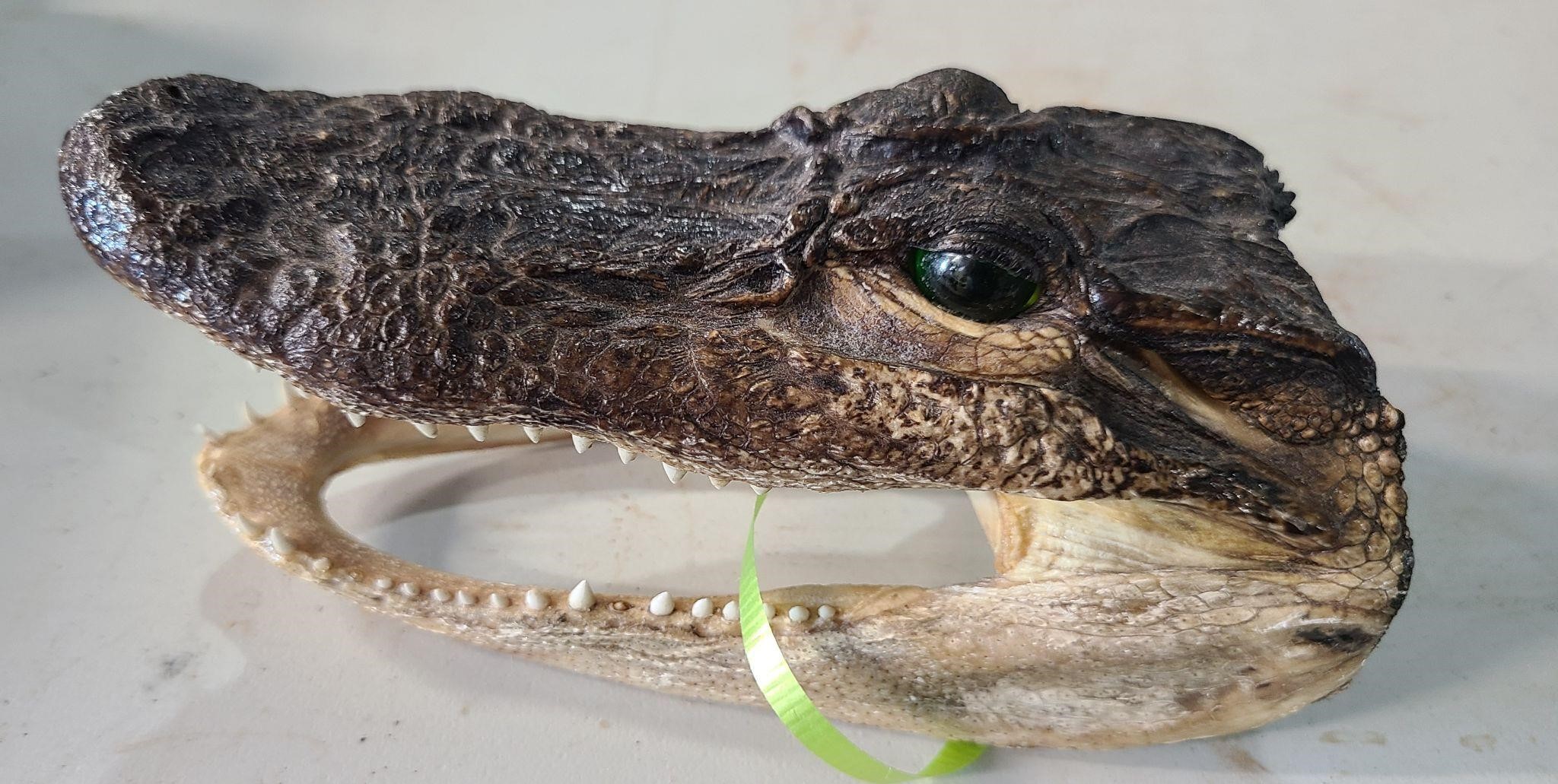 6" Alligator Head-real