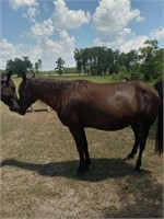 Black Saddle Horse Mare