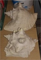 Pair Of Conch Shells Nautical
