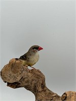 Strawberry Finch pair