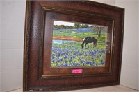 Bluebonnets w/Horse Framed Photo
