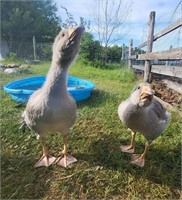 2 Unsexed-Chinese Mix Goslings -9 weeks