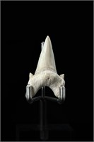 Shark tooth - L: 1.77", W:1.09"