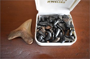 Collection of Sharks Teeth