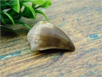 DINOSAUR TOOTH ROCK STONE LAPIDARY SPECIMEN