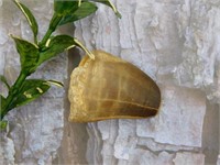 DINOSAUR TOOTH ROCK STONE LAPIDARY SPECIMEN