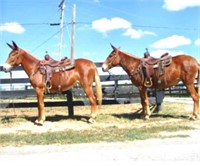 Dolly & Dixie - 18 & 15yo Sorrel Molly Mules