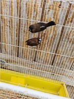 Pair of chocolate society finches.