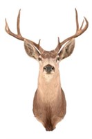 Mule Deer Taxidermy Shoulder Mount