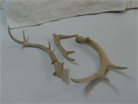 Deer Horns