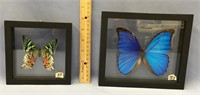 2 framed butterflies in shadow boxes: one is morph