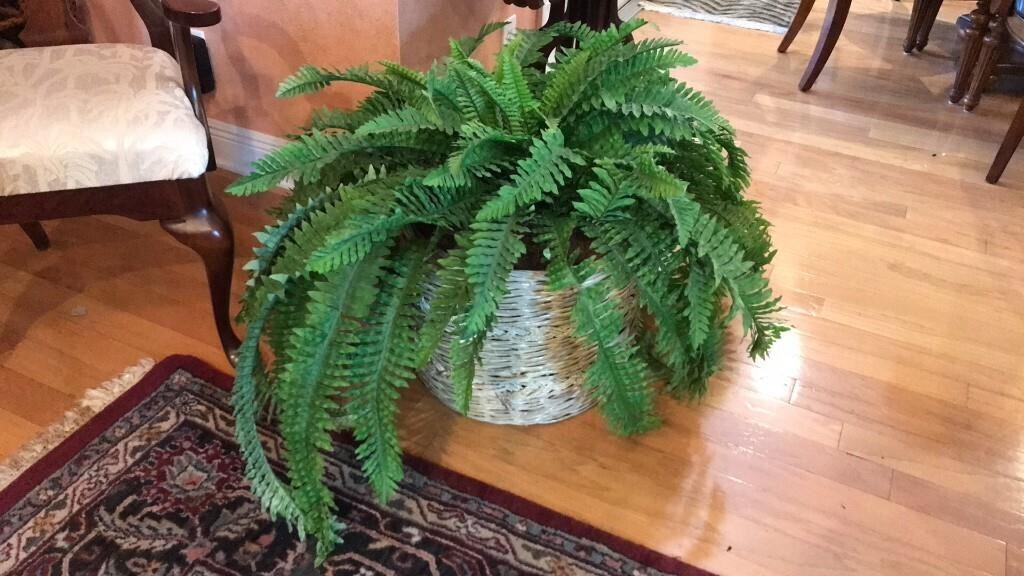 Large Faux Boston Fern in Basket