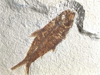 Fish Fossil Eocene Kemmer, Wyoming