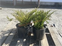 4 Creeping Juniper