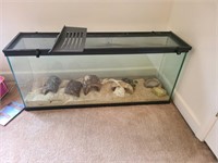 Animal Tank with rock and features