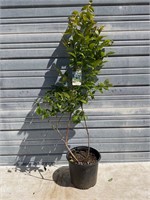 Northern Highbush Blueberry Plant