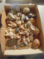 Rocks and seashells