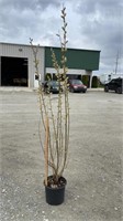 Pussy Willow (Lot of 1 Tree)