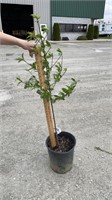 Alberta Peach (Lot of 1 Tree)