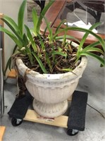 Concrete urn with plants