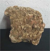 Fossilized coral 6x 6.5 x 3.5 in