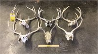 (6) Assorted White Tail Deer Skulls &  Antlers